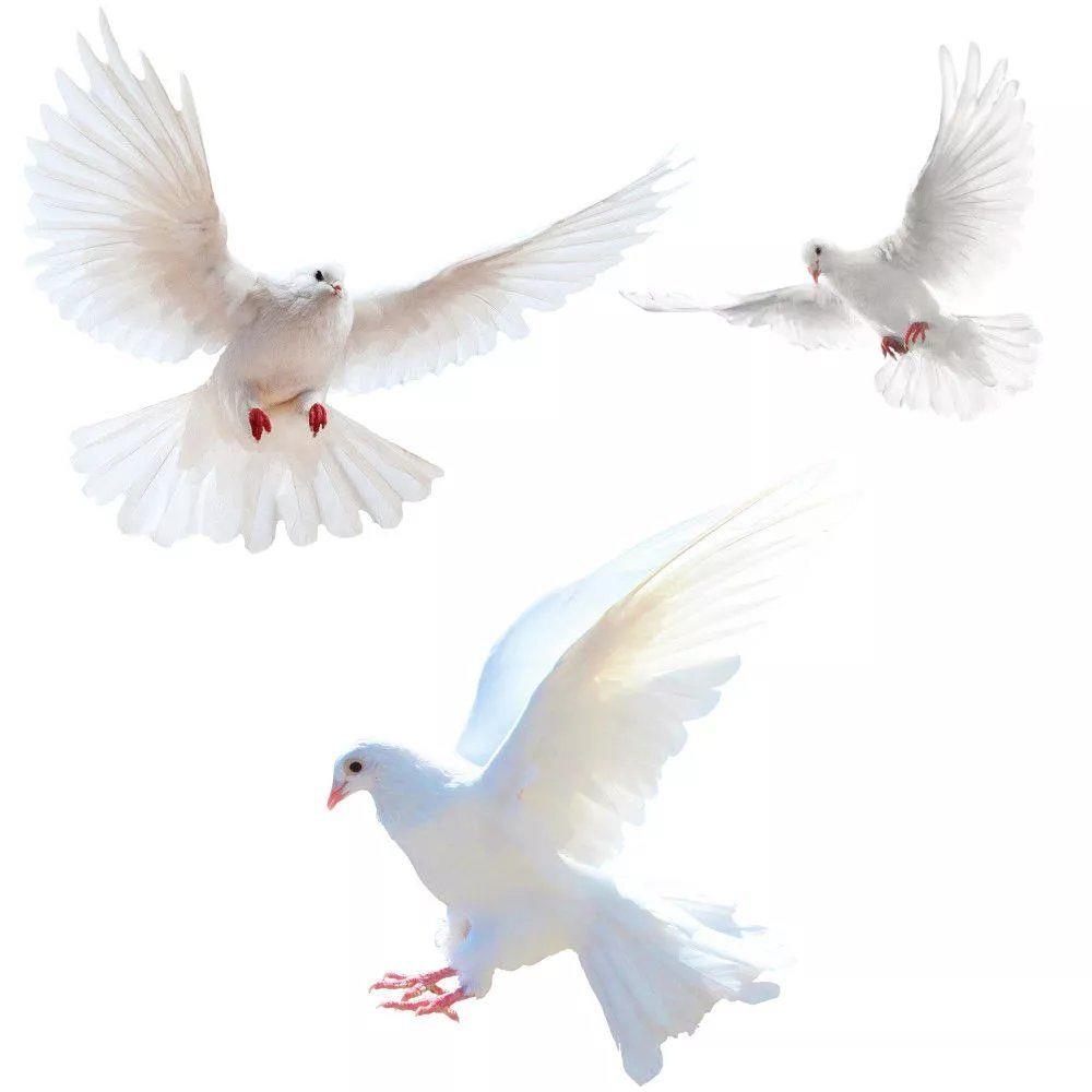 Peace Dove Wall Stickers for L - Tiny Home Bathroom Kit reseña y precio