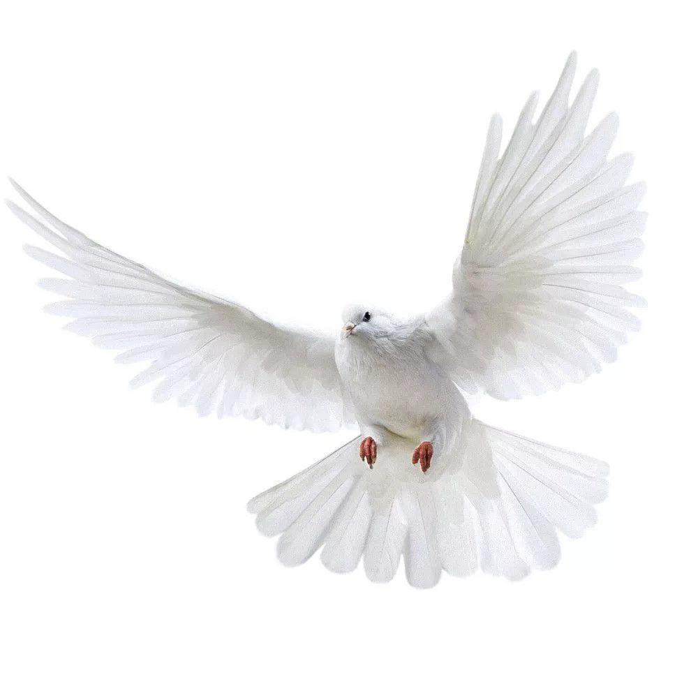 Peace Dove Wall Stickers for L - Tiny Home Bathroom Kit reseña y precio
