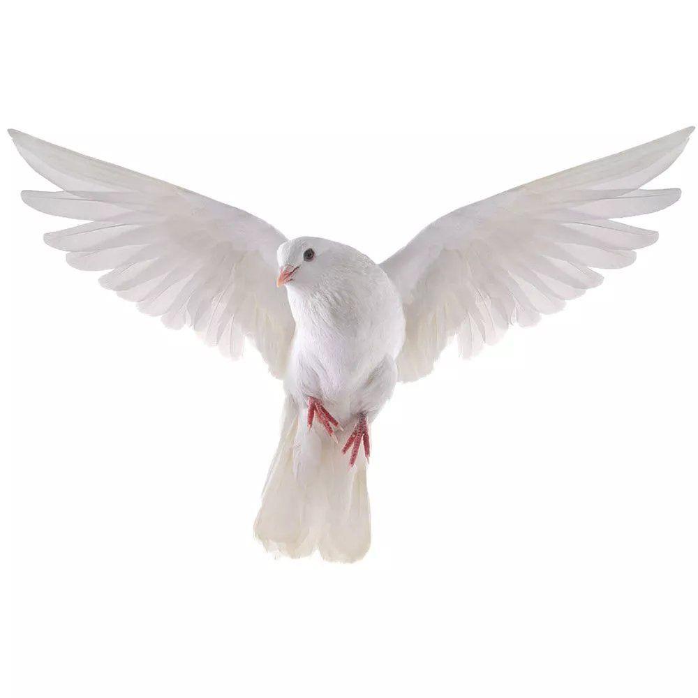 Peace Dove Wall Stickers for L - Tiny Home Bathroom Kit reseña y precio